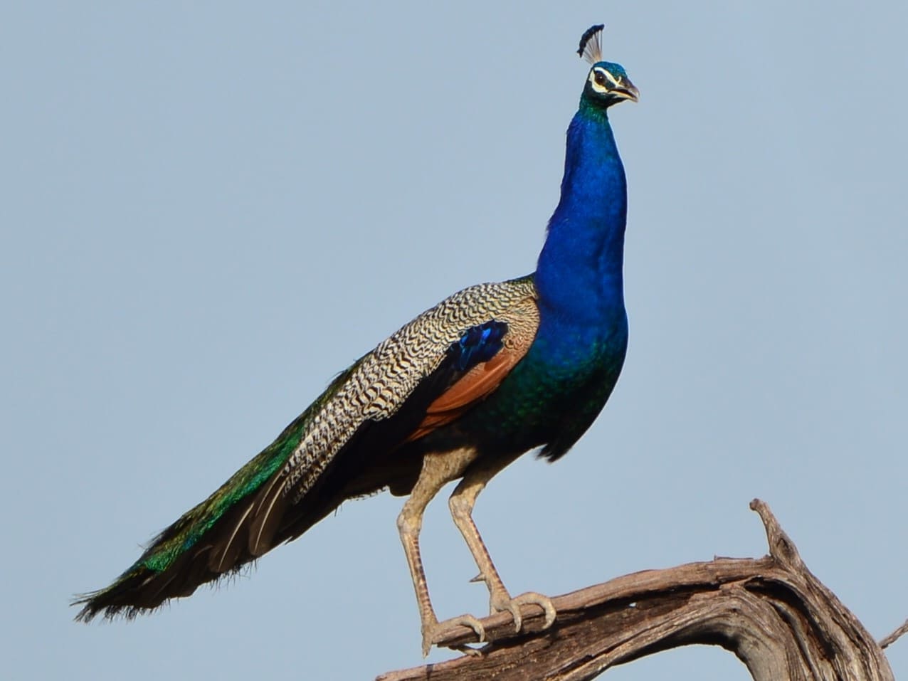 Indian Peafowl